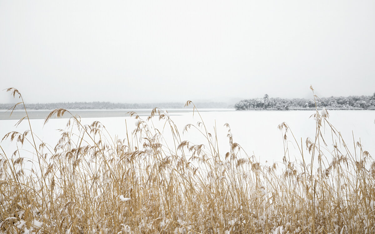 *** - Oleg4WD *** - Oleg4WD