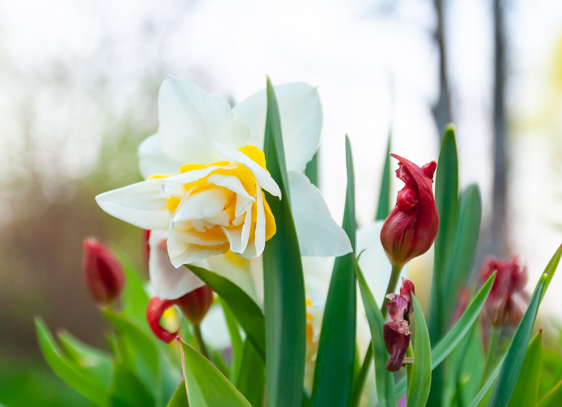 Весенние воспоминания - Олег Загорулько