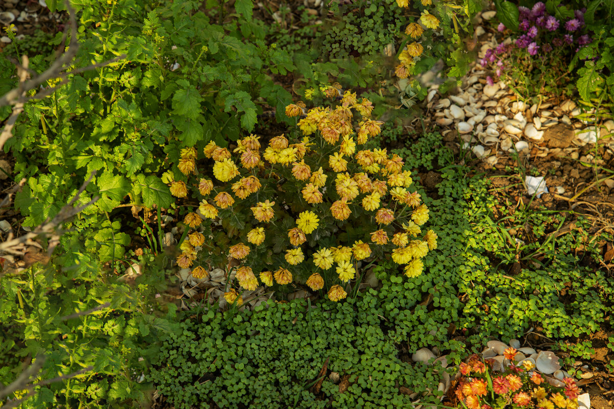 Осенние - Анатолий Чикчирный