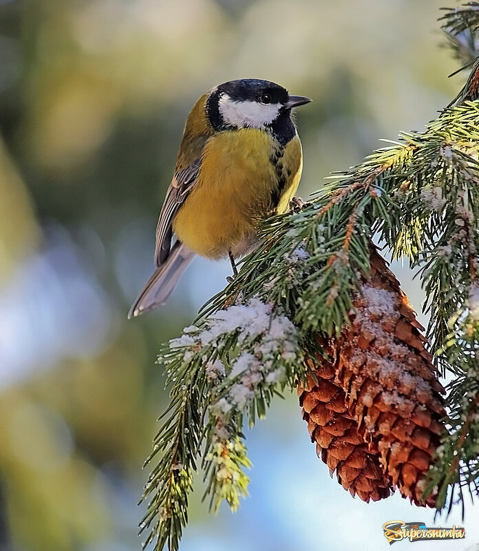 Синичка на елке - елена беликова