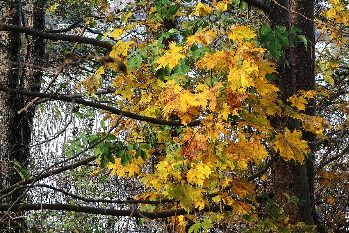 Краски ноября - Рита Симонова