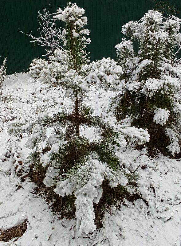 Неужели зима? ! - veilins veilins