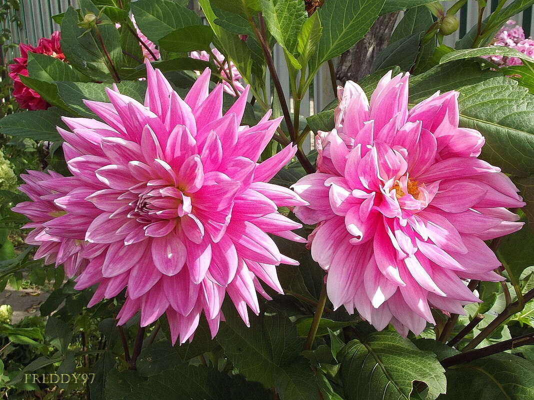 Георгины - Freddy 97