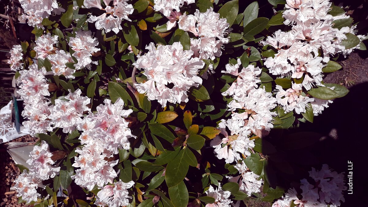 Весенние рододендроны - Liudmila LLF Весенние рододендроны - Liudmila LLF