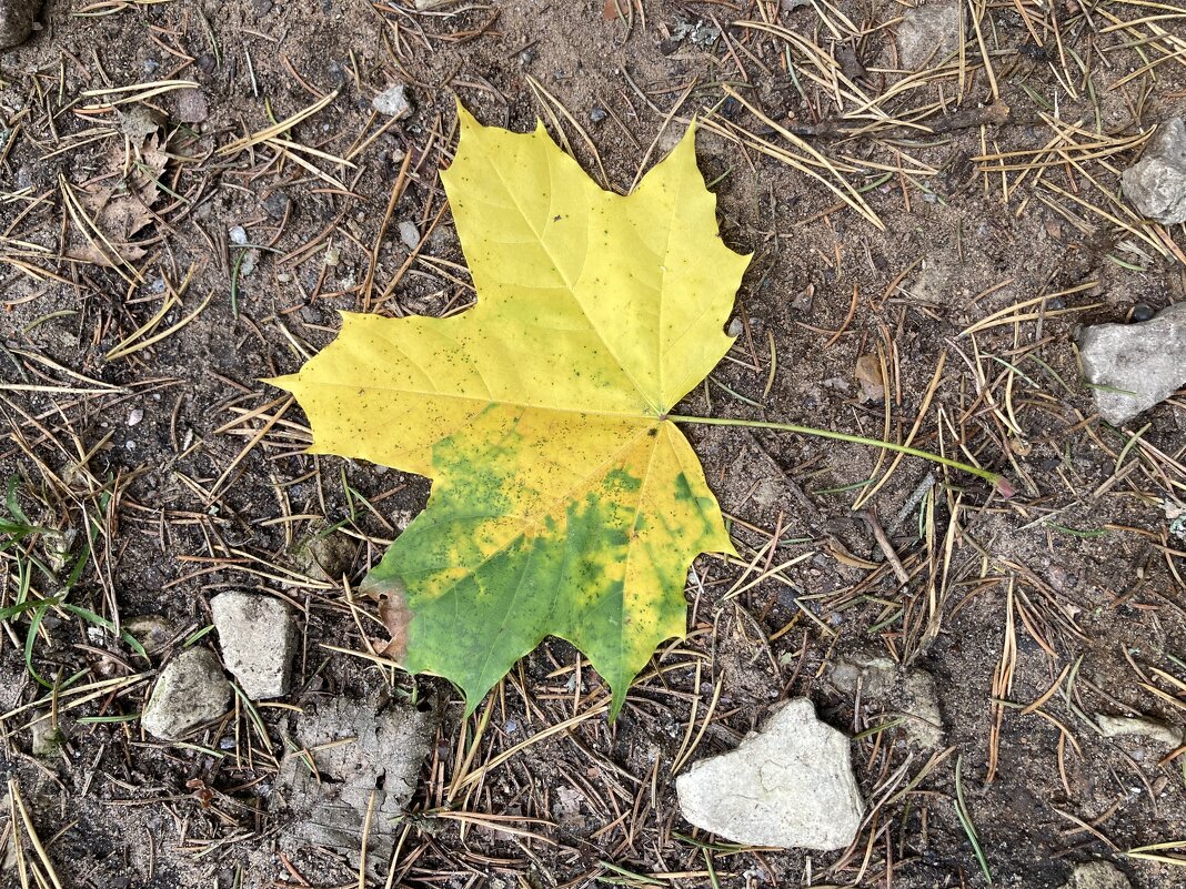 Это было недавно… - Ольга Савельева Это было недавно… - Ольга Савельева