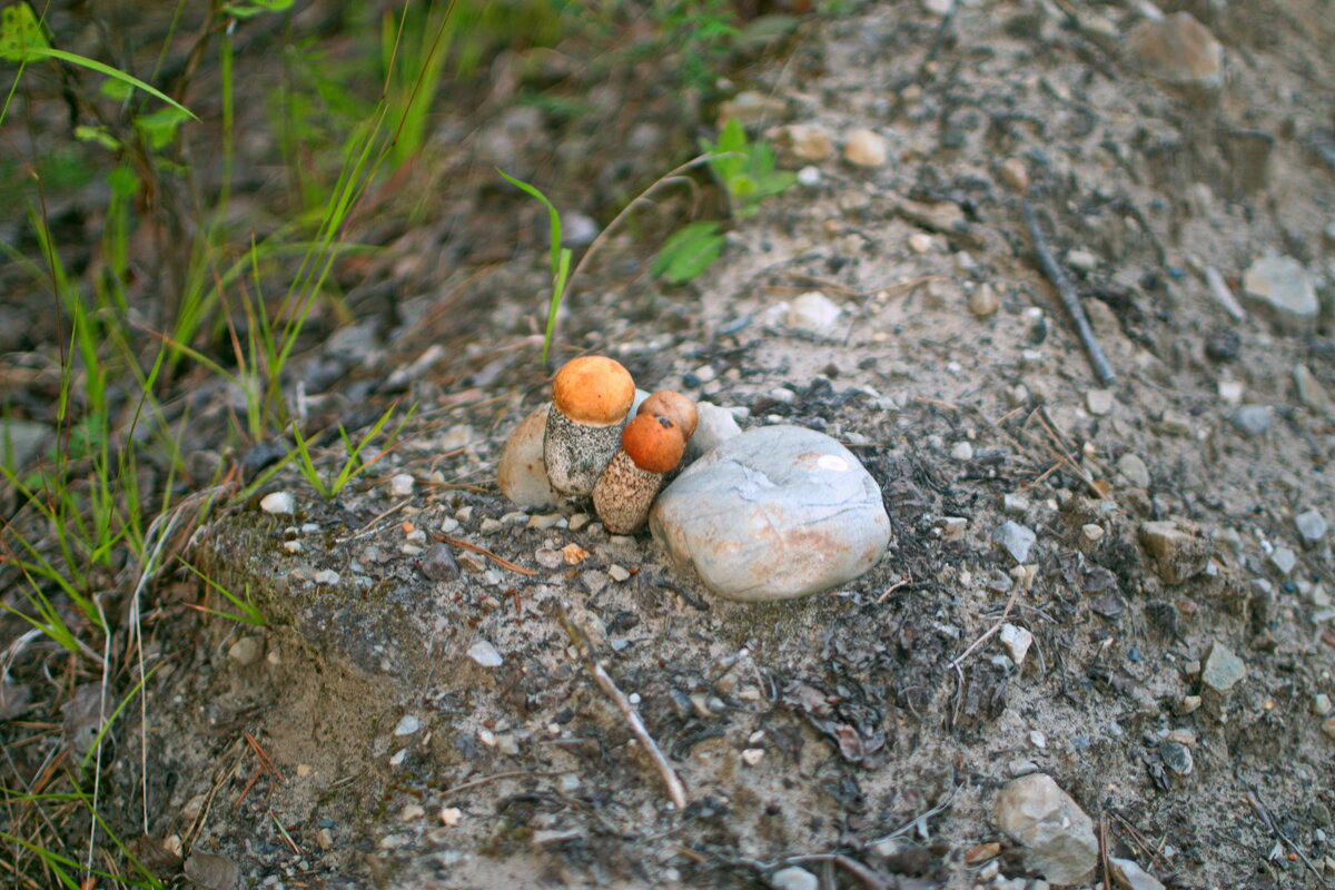 Красноголовики. - ВикТор Быстров Красноголовики. - ВикТор Быстров
