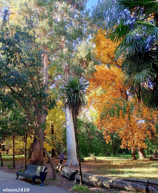 Адлер. Дендропарк "Южные культуры" - Нина Бутко Адлер. Дендропарк "Южные культуры" - Нина Бутко