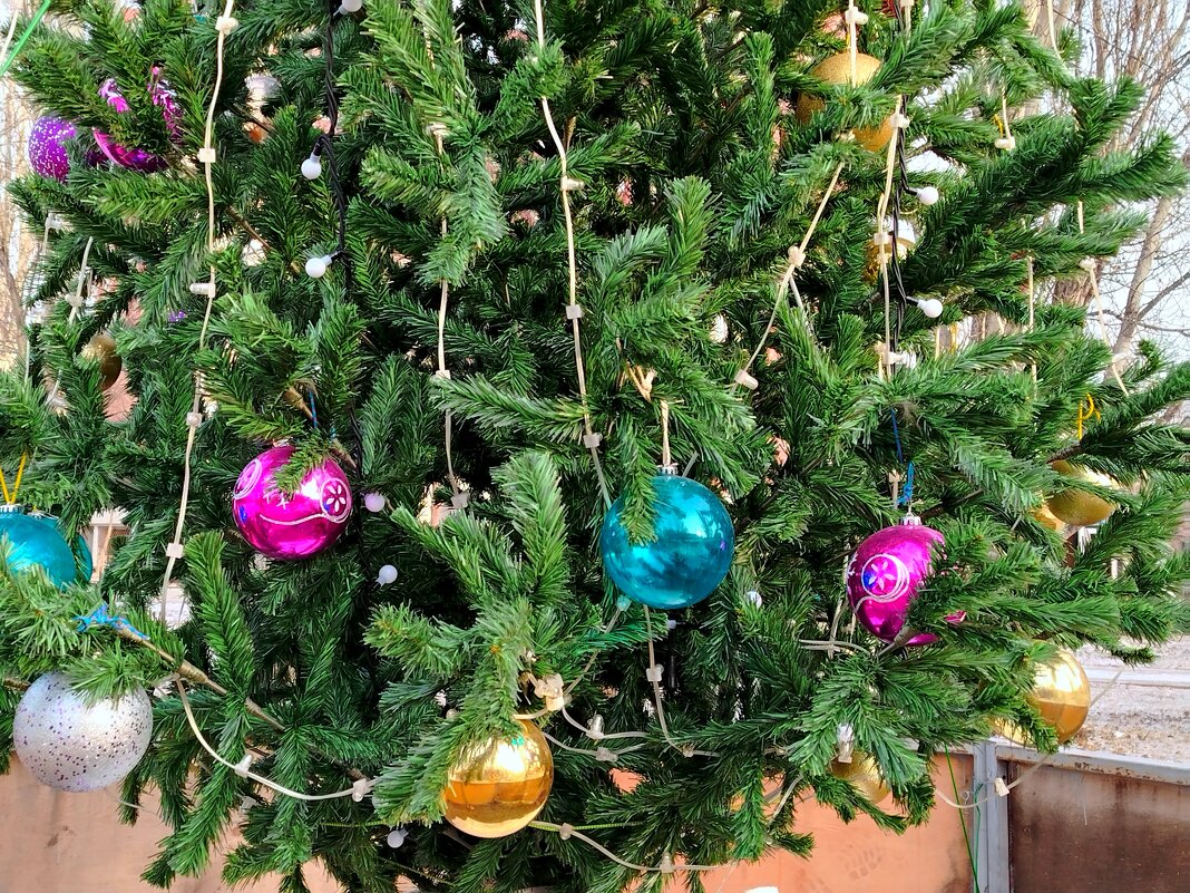 Уже ёлки наряжают! - Надежда 