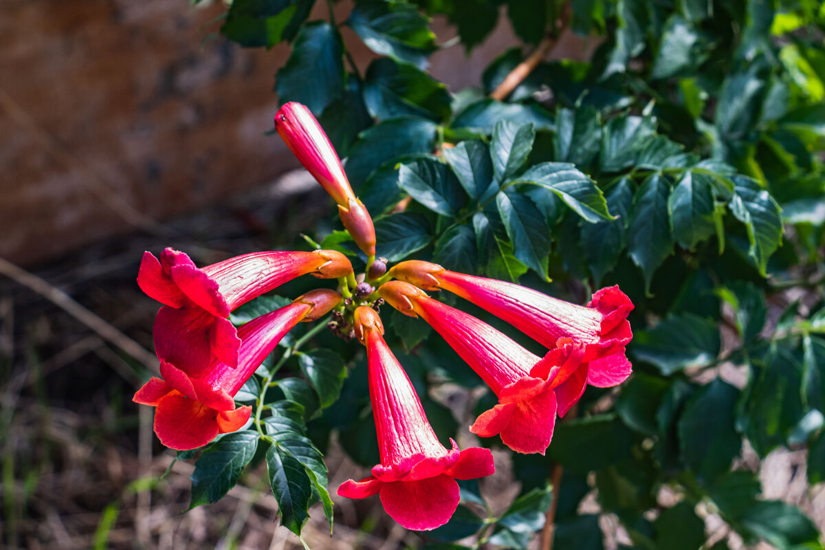 цветочек - navalon M