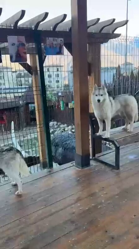 Хаски Хутор на Роза Хутор - Ирэн Хаски Хутор на Роза Хутор - Ирэн