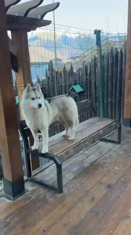 Хаски Хутор на Роза Хутор - Ирэн 