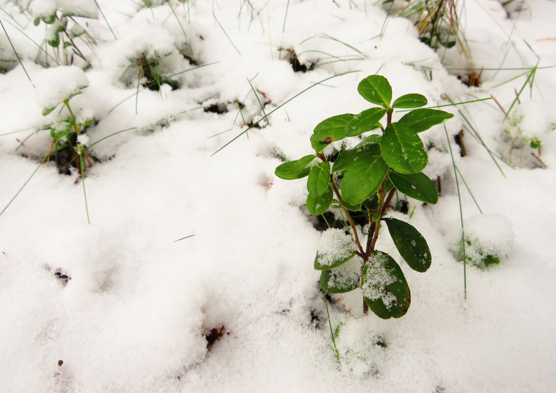 Зелёная под снегом - Андрей Снегерёв Зелёная под снегом - Андрей Снегерёв