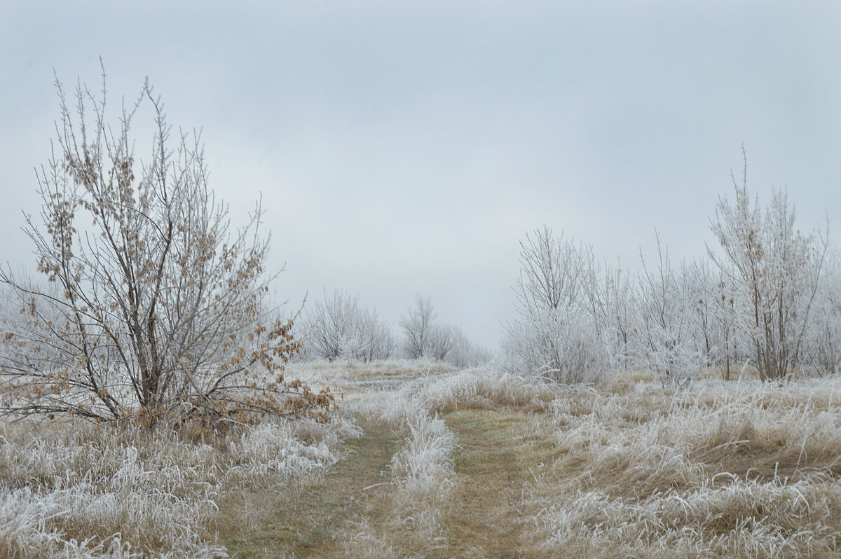 Зимняя степь...иней... - Надежда Куркина 