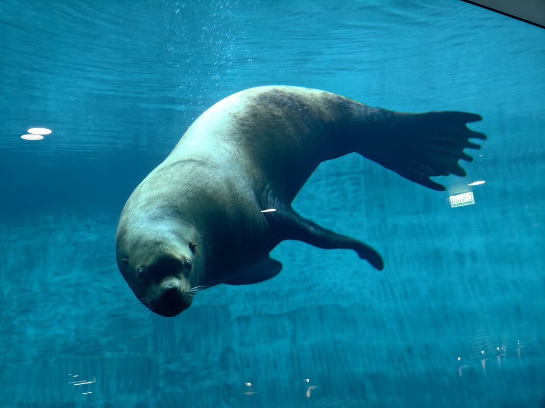 Ластоногие - <<< Наташа >>>