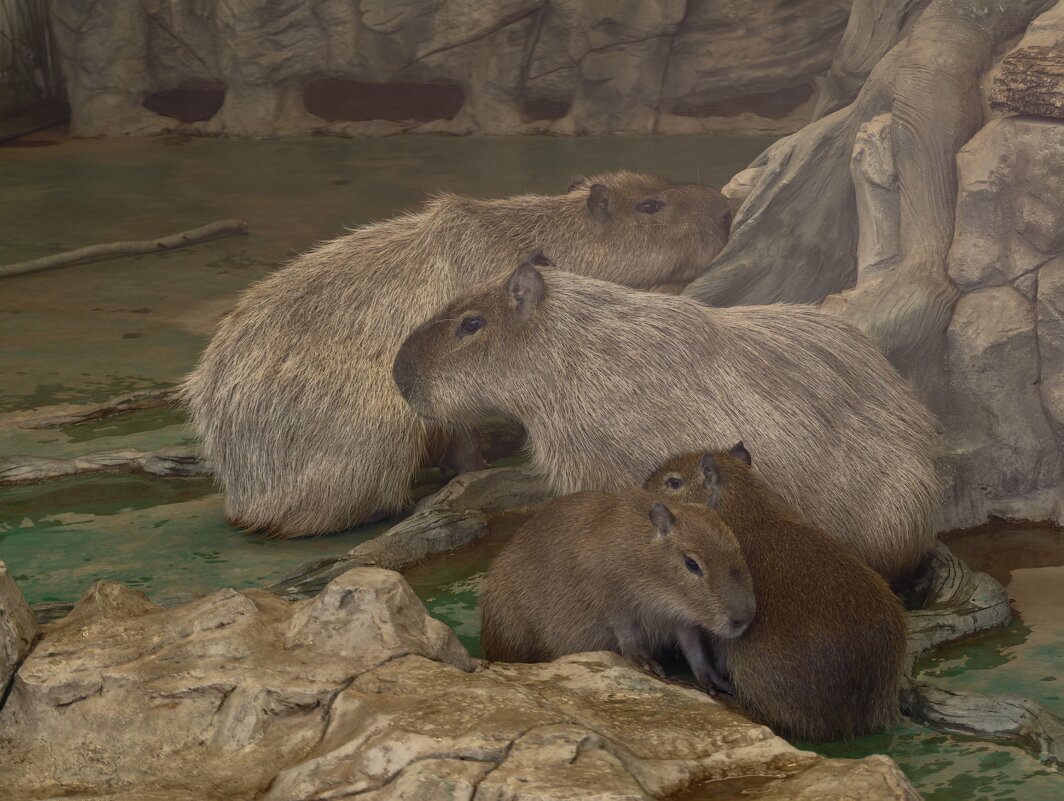 Капибары - <<< Наташа >>> Капибары - <<< Наташа >>>