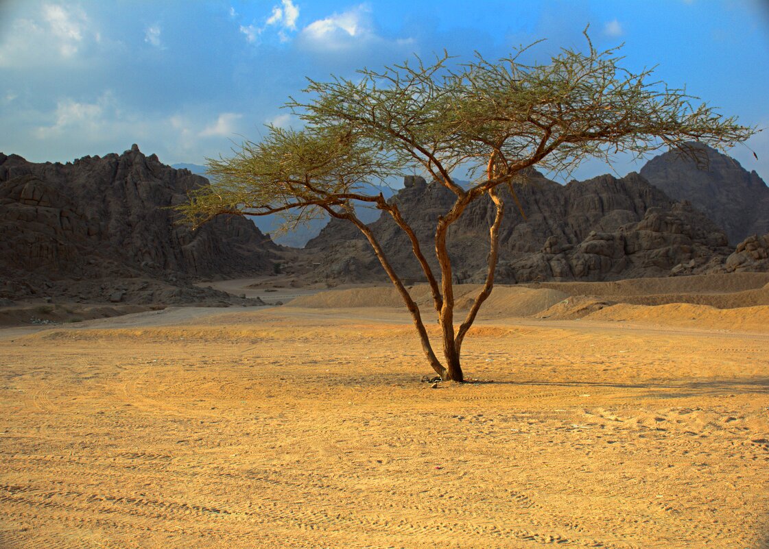 Где-то, в пустыне - Александр Козлов