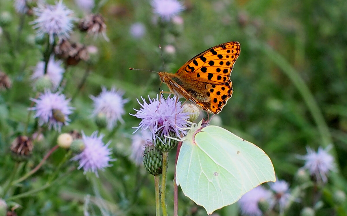 опять про бабочек...156 - Александр Прокудин