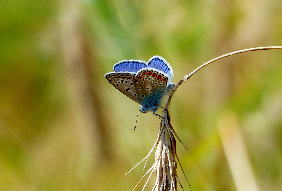 опять про бабочек...159 - Александр Прокудин
