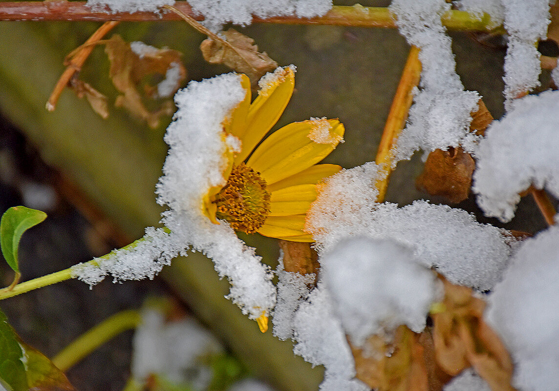 Первый снег и я - живой! - Валентина  Нефёдова 