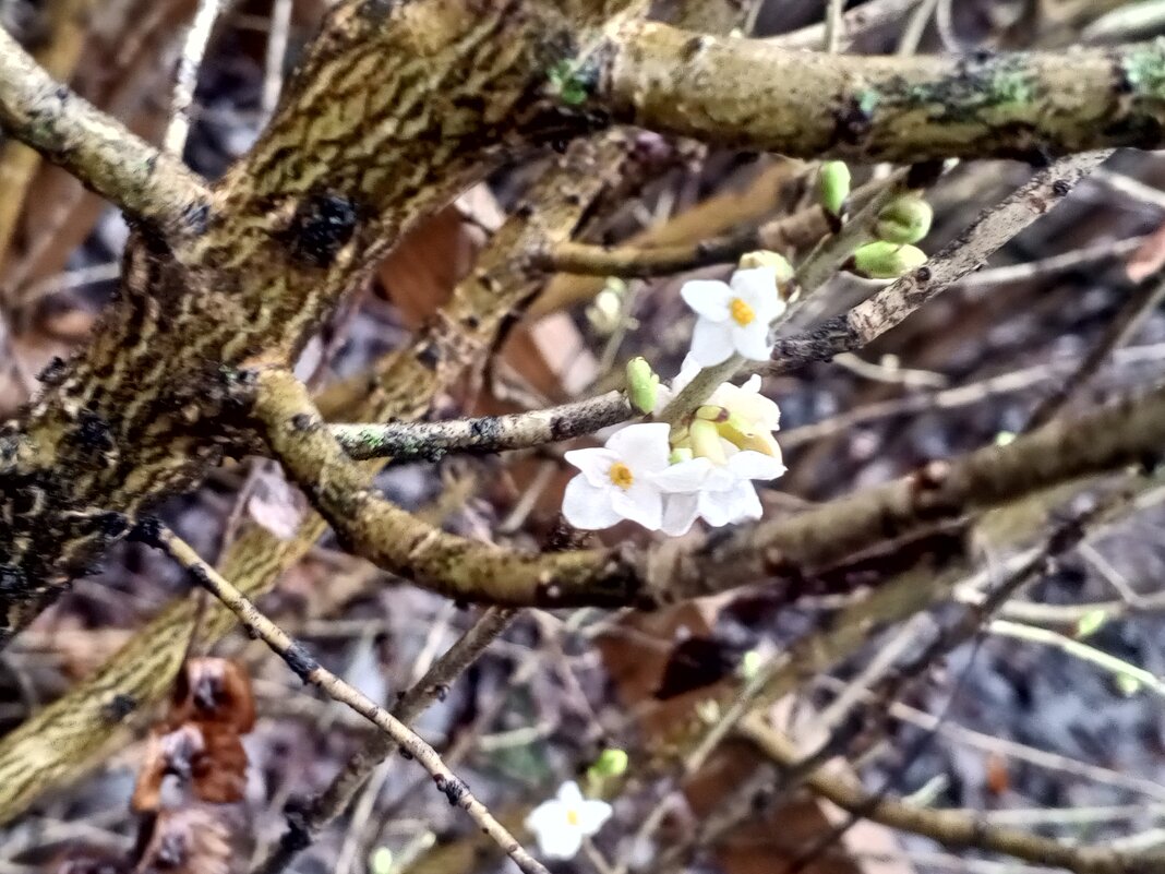 Волчеягодник - Сапсан 