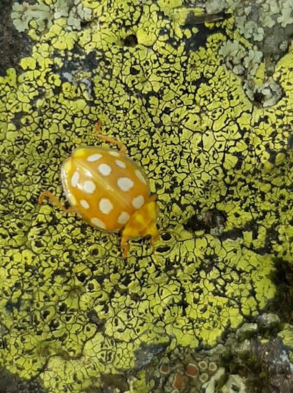 Абхазия ноябрь 2025 - Tata Wolf