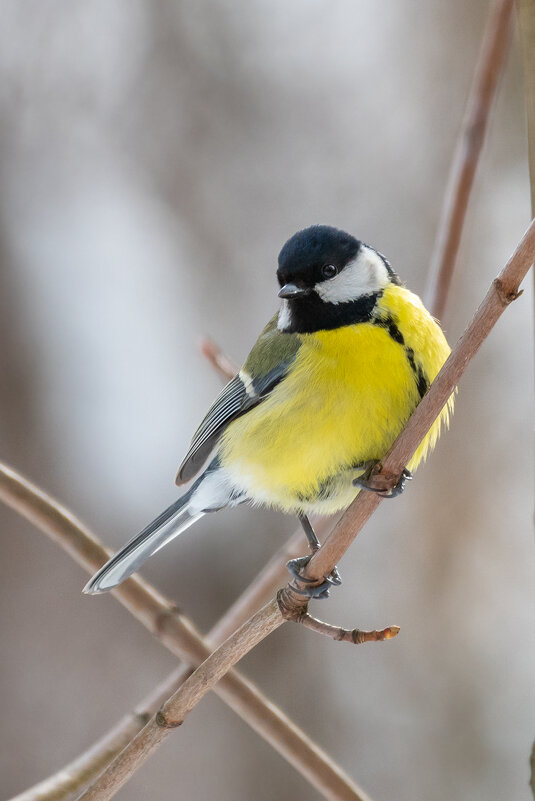 Большая синица - Владимир Лазарев Большая синица - Владимир Лазарев