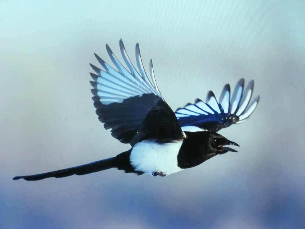 В поисках еды - Людмила Смородинская