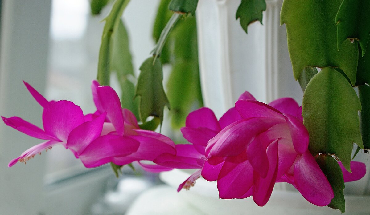 Цветет декабрист - Галина Нестратова