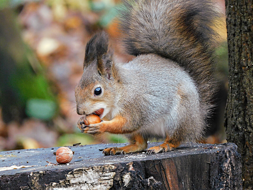 Белка - Лина Белка - Лина