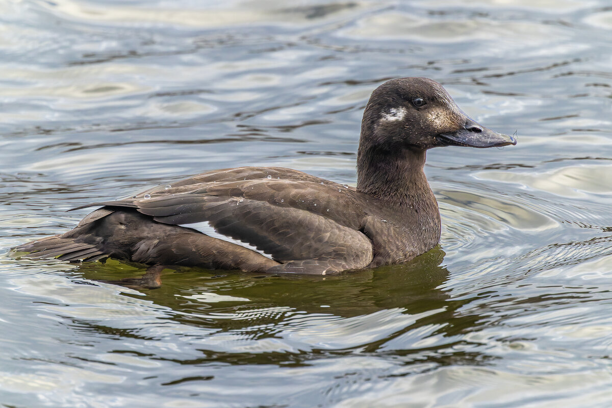 турпан. - юрий макаров турпан. - юрий макаров