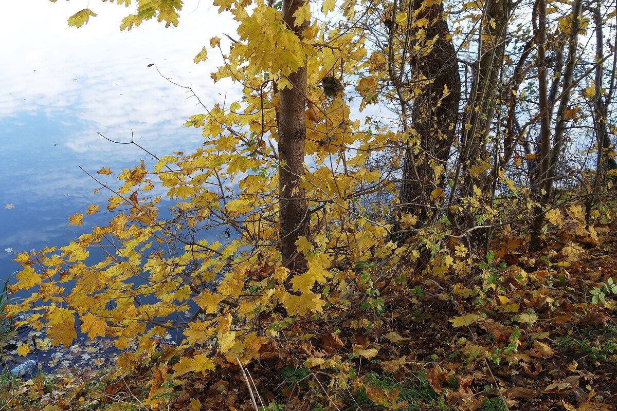 Ноябрьские зарисовки - Рита Симонова Ноябрьские зарисовки - Рита Симонова