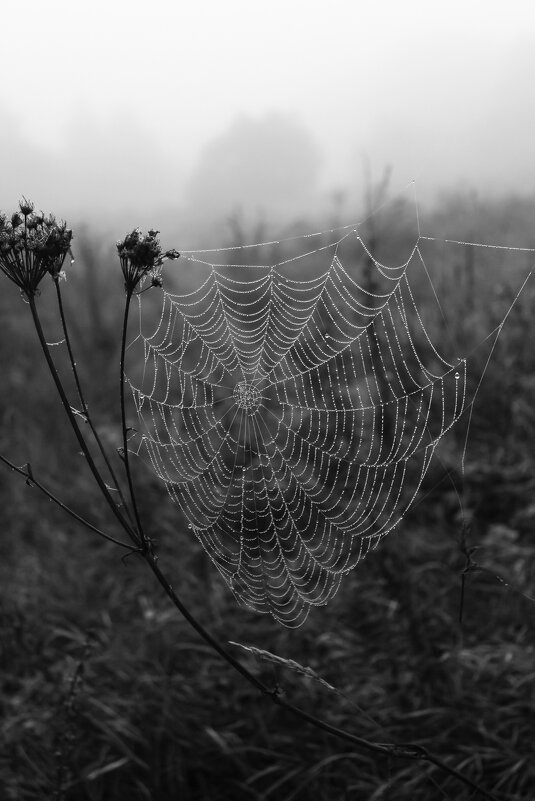 Паутина. - Александр. AVG100 ---