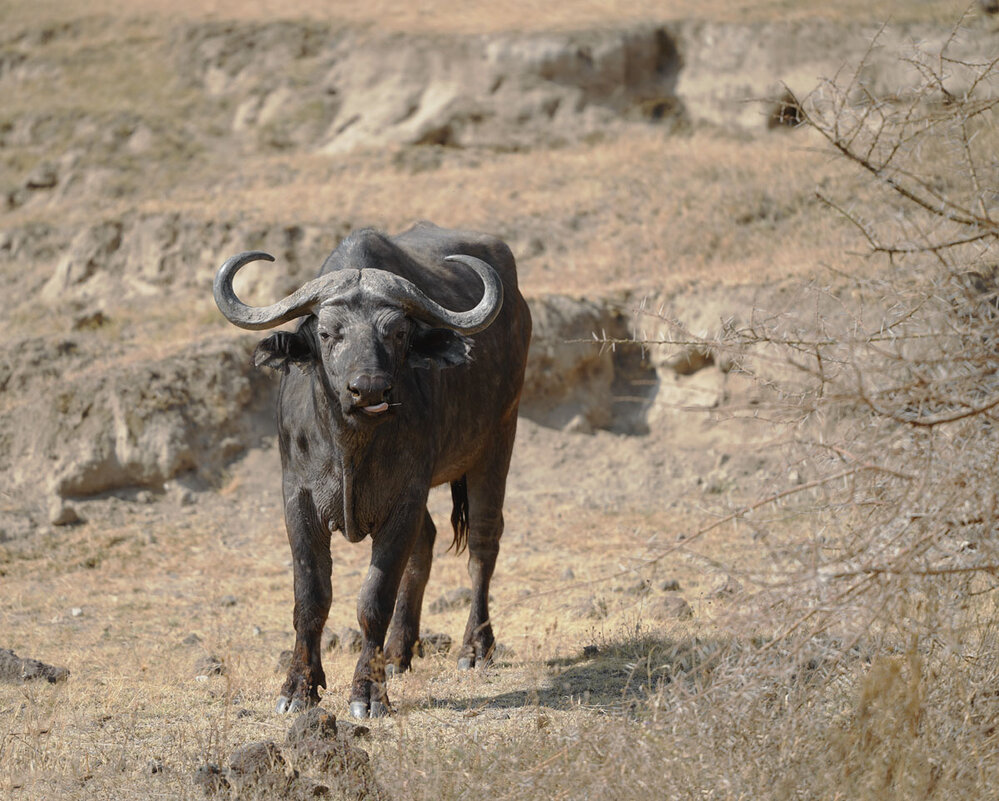 Буйвол во всей красе. - Liliya 