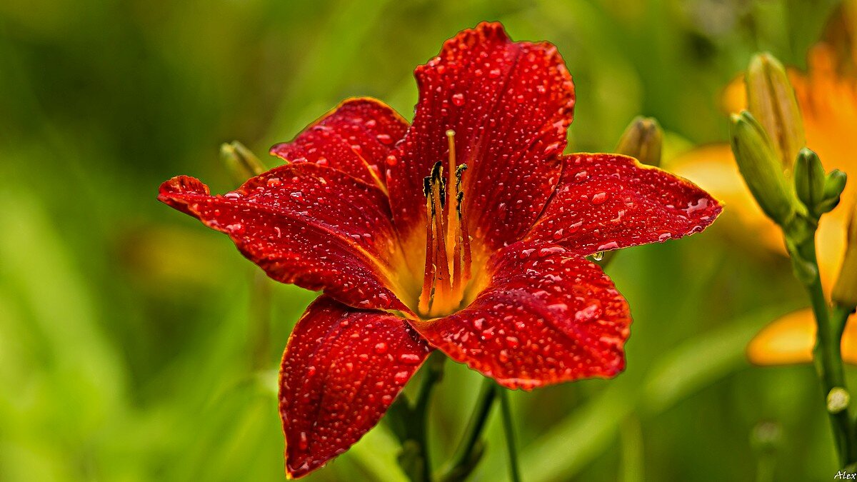 4029 - Alex . 4029 - Alex .