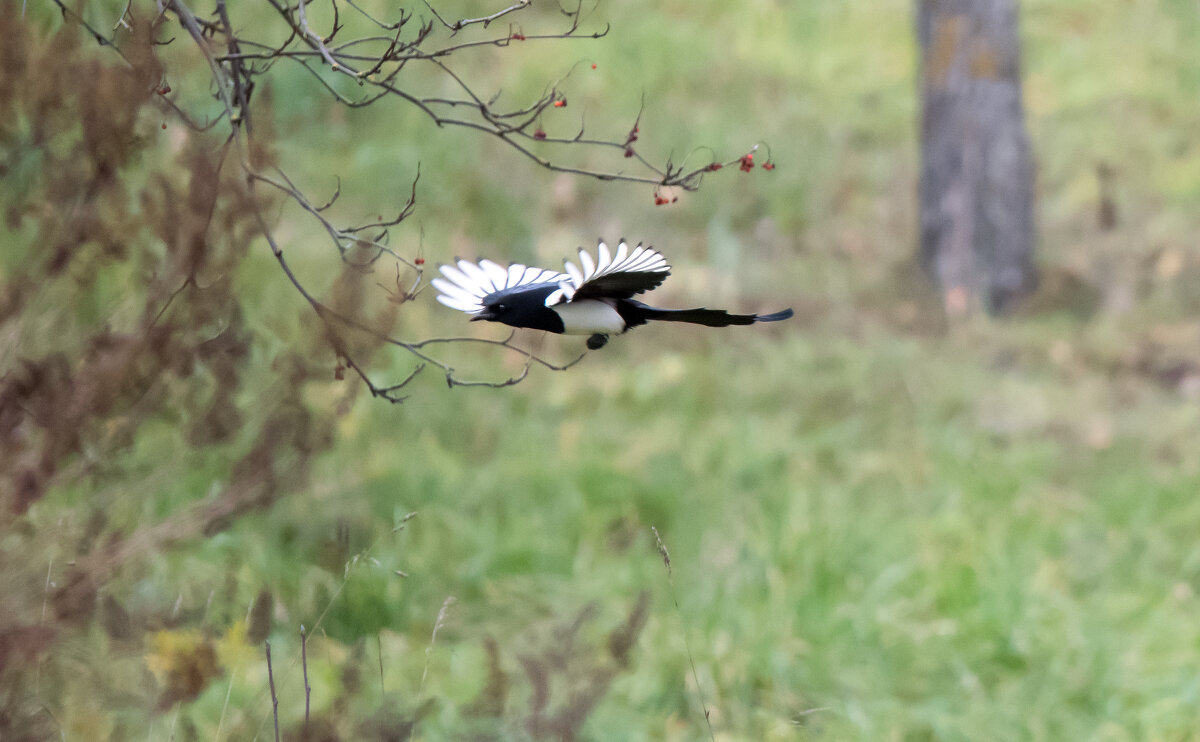 **** - Владимир Безбородов