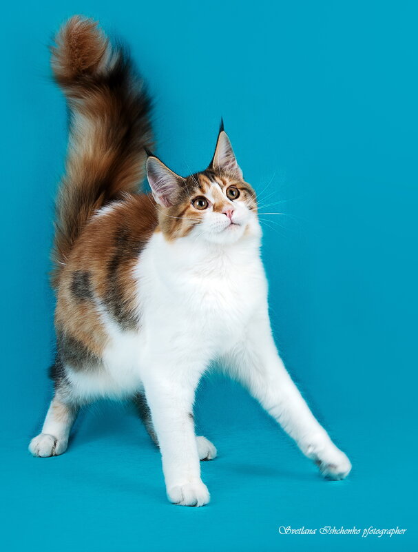 Мейн-кун - Светлана Ищенко