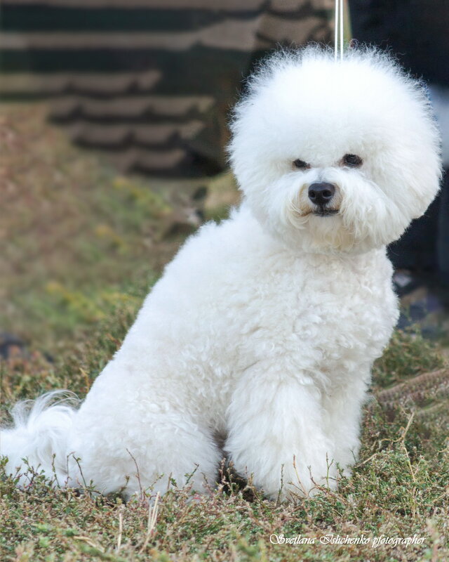 Бушон - Светлана Ищенко