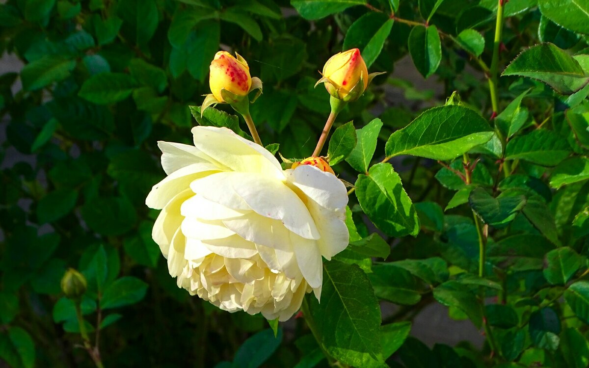 Зимой о цветах - Милешкин Владимир Алексеевич Зимой о цветах - Милешкин Владимир Алексеевич