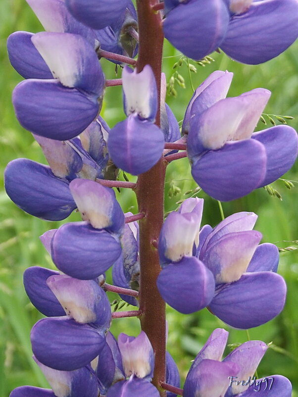 Люпин - Freddy 97