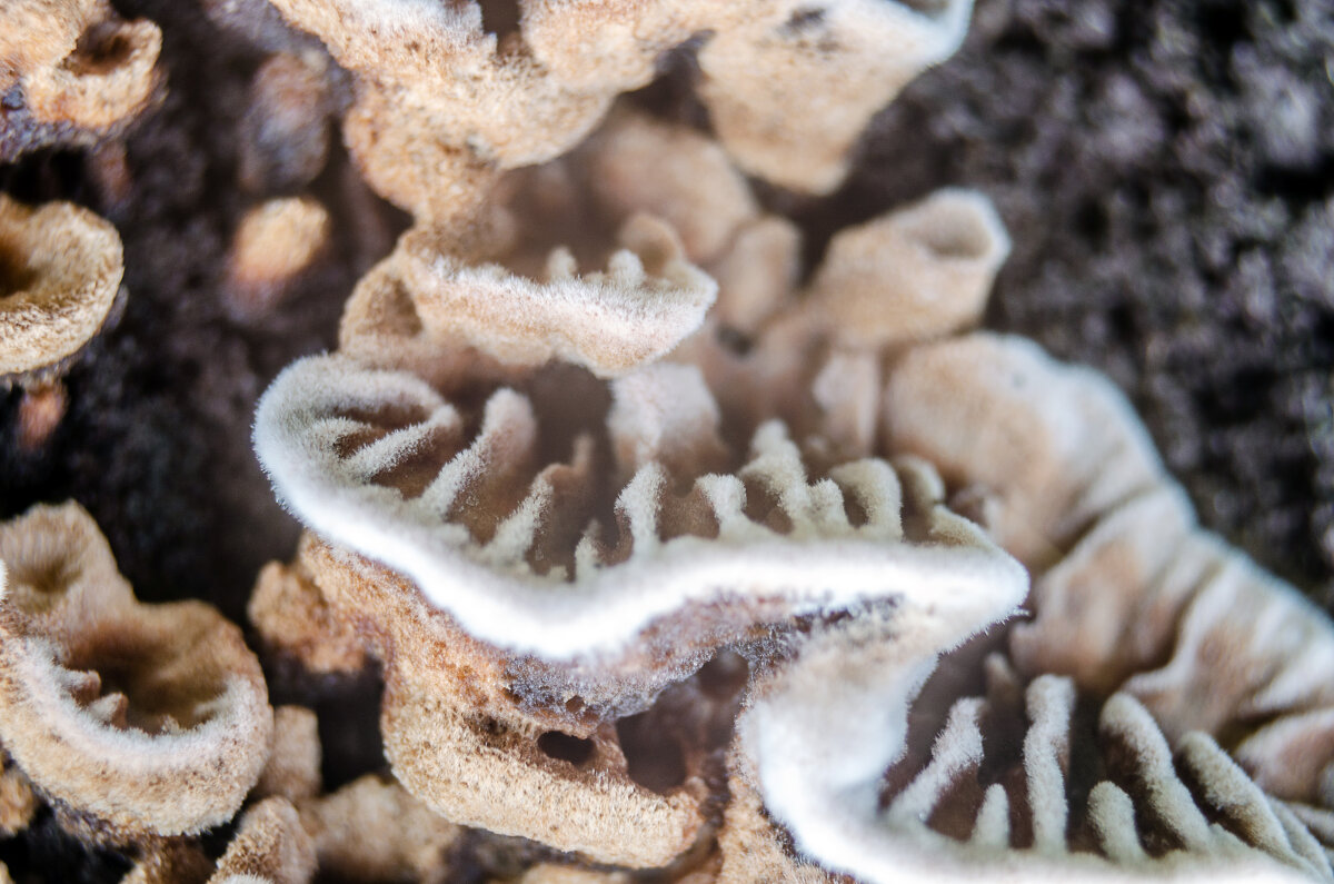 Щелелистник - Андрей Щетинин