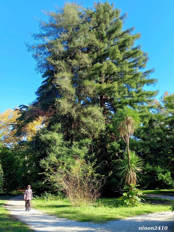Адлер. Дендропарк "Южные культуры" - Нина Бутко