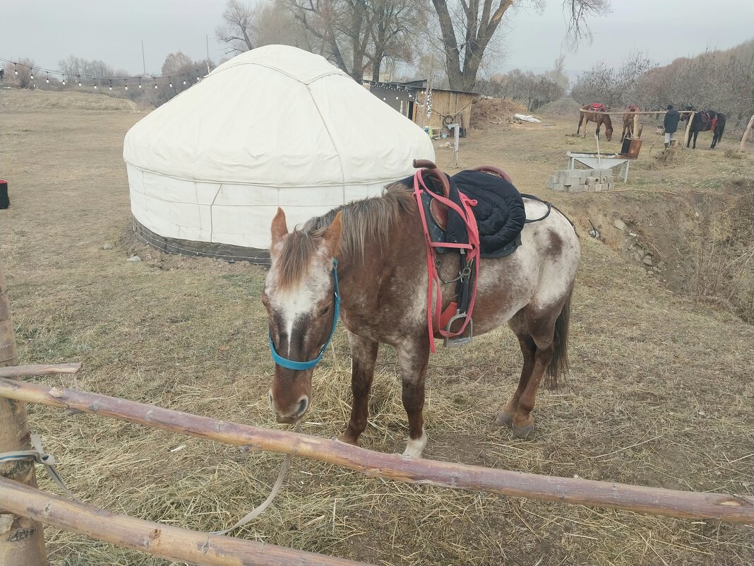 Talgar. - Murat Bukaev 