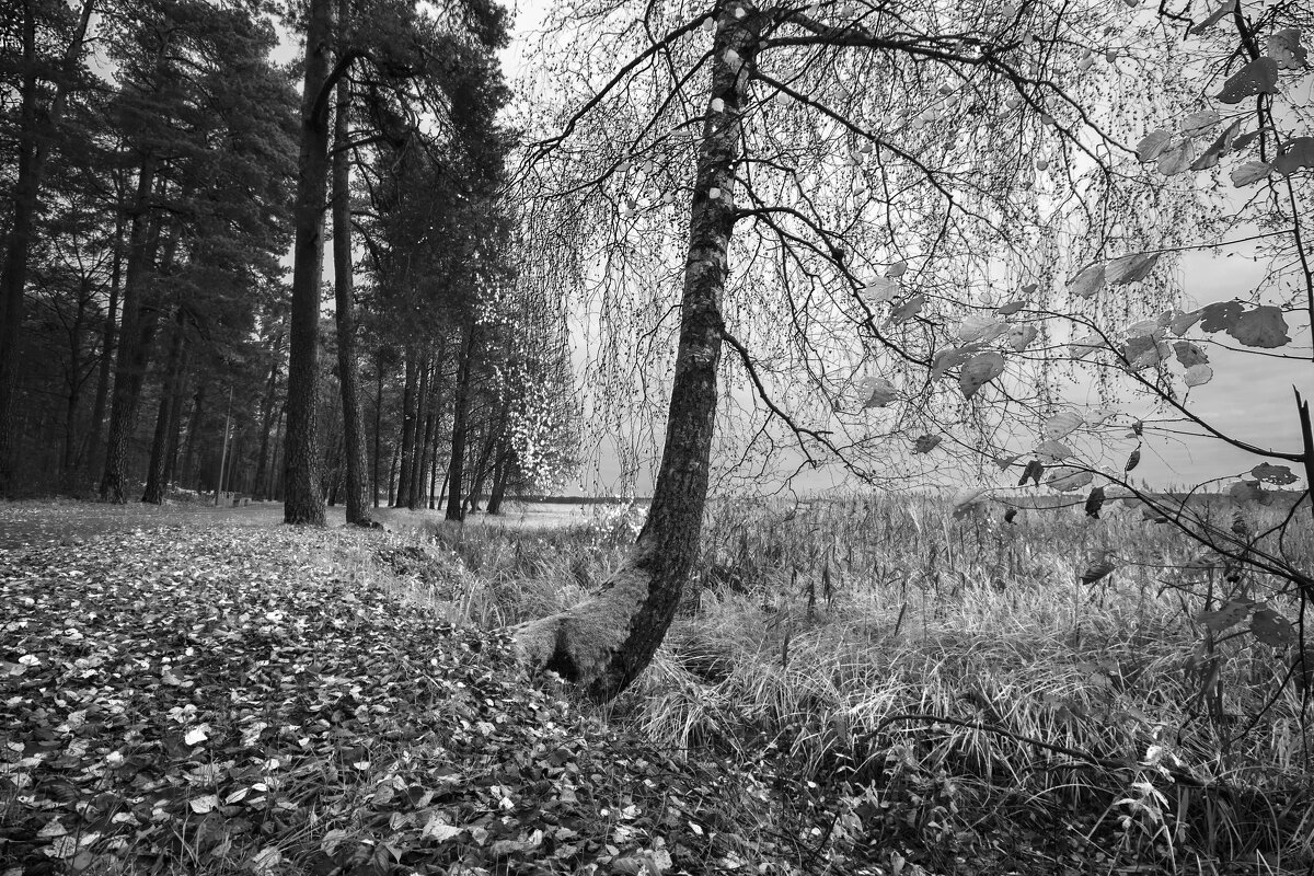 б/н - Николай б/н - Николай