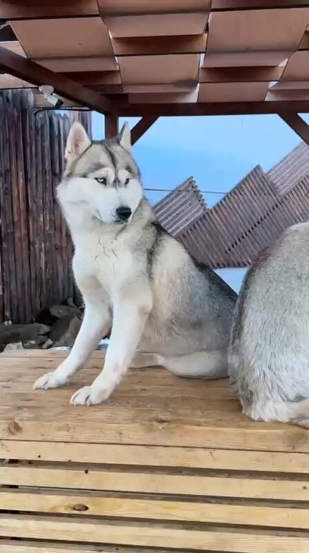 Хаски Хутор на Роза Хутор - Ирэн Хаски Хутор на Роза Хутор - Ирэн