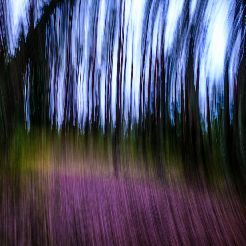 Лесные призраки берега Финского залива - Георгий А