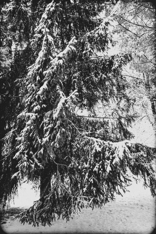 В лесу родилась ёлочка... - Людмила Фил