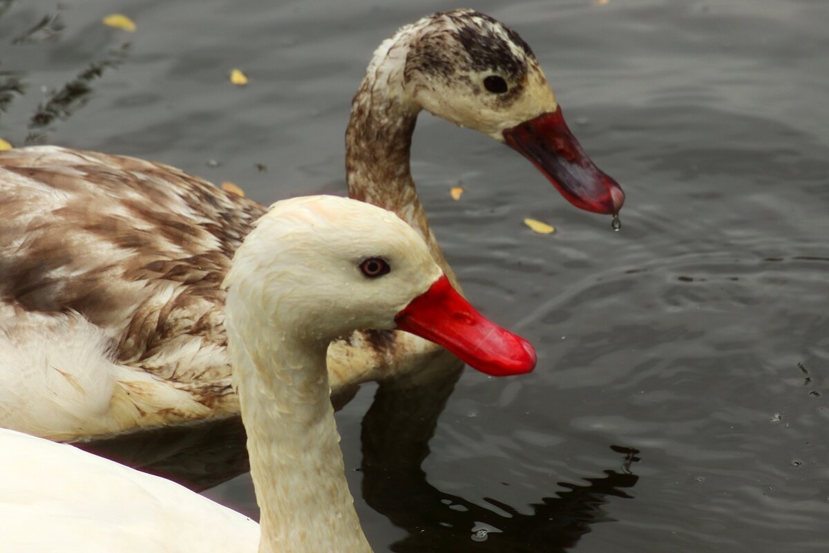 Подружки - Юрий. Шмаков