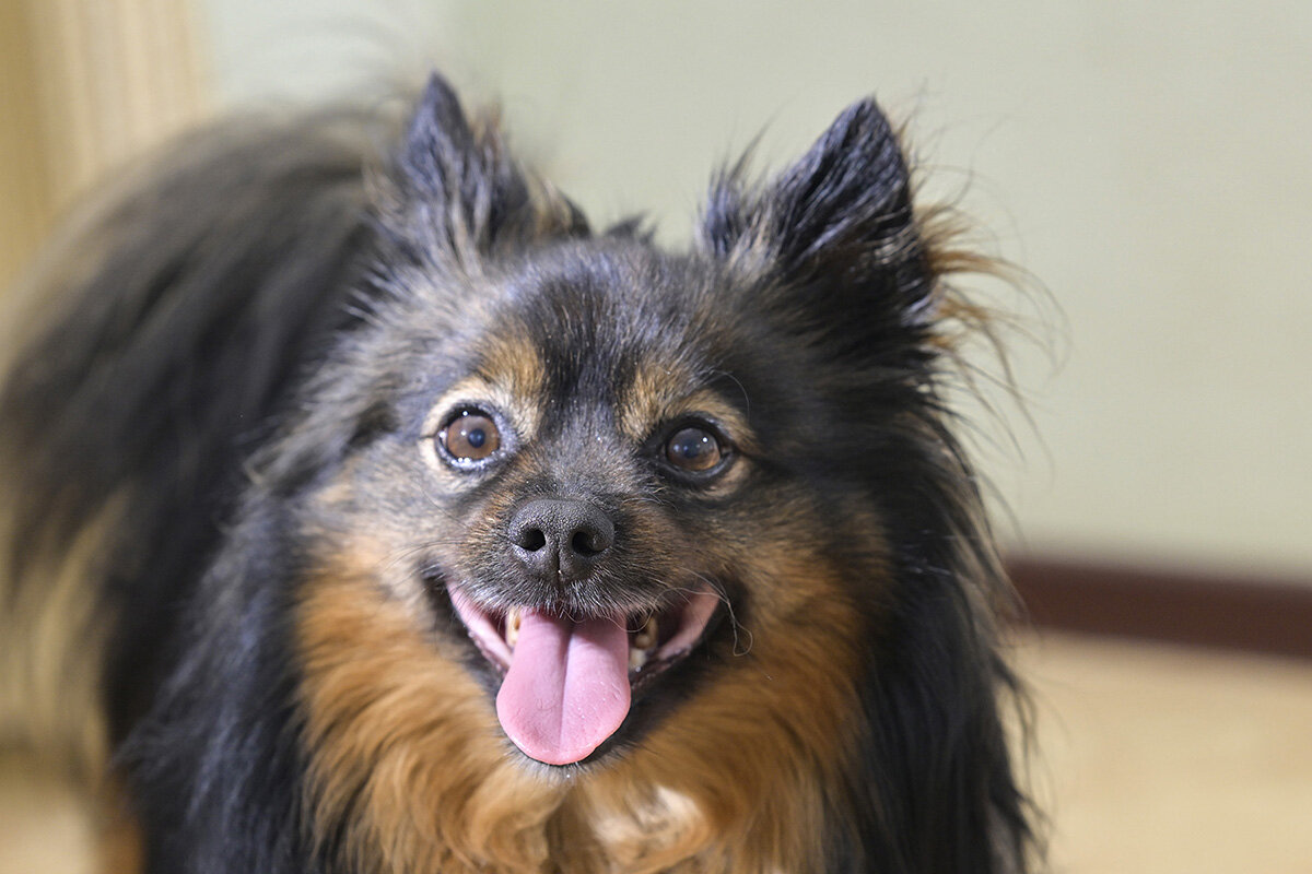 Мой мохнатый милый зверь - Римма Волченко Мой мохнатый милый зверь - Римма Волченко