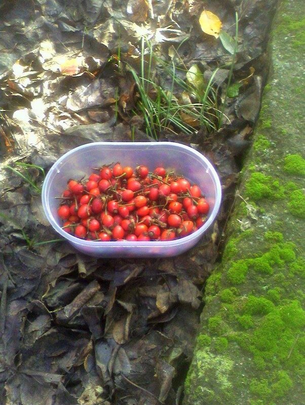 Плоды шиповника - Наталья 