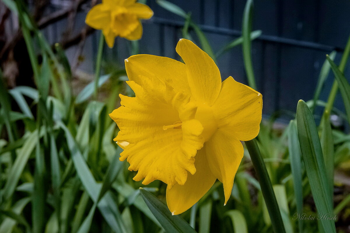 Про нарцисс... - Николай Гирш Про нарцисс... - Николай Гирш